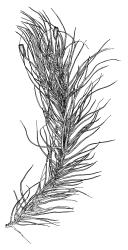 Dicranoloma menziesii, shoot with capsules, moist. Drawn from A.J. Fife 6080, CHR 103447.
 Image: R.C. Wagstaff © Landcare Research 2018 